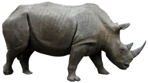 Rhino PNG-24793